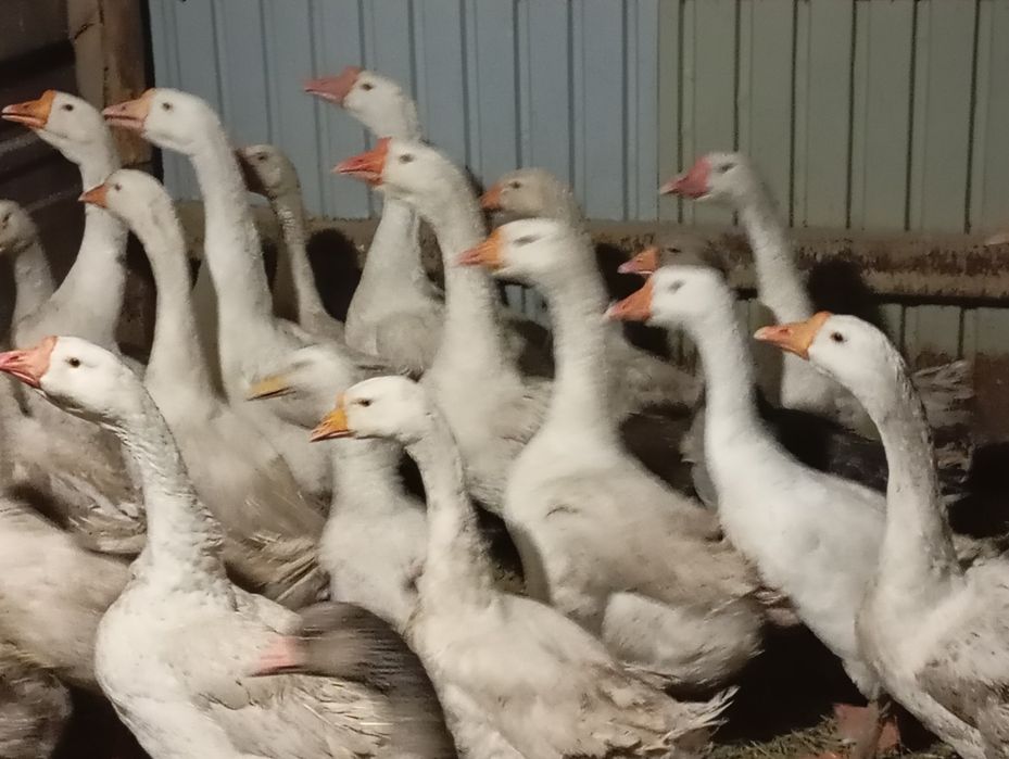 Продаю живых Гусей на развод