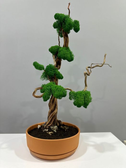 Бонсай натуральный живой