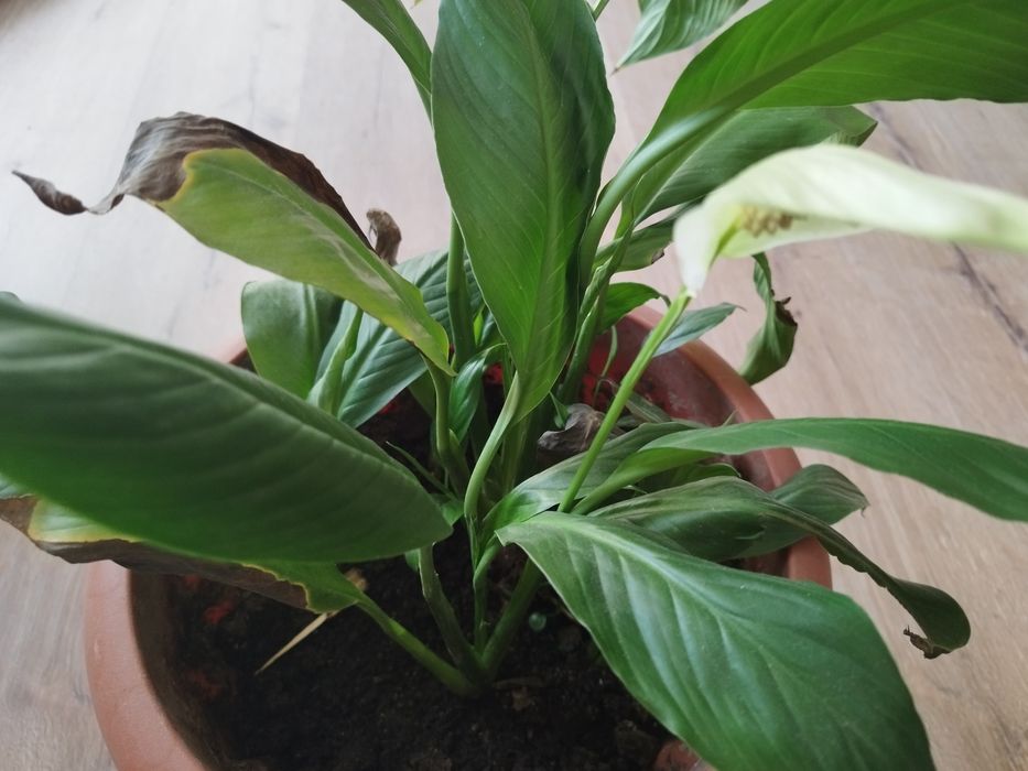 Комнатные цветы.