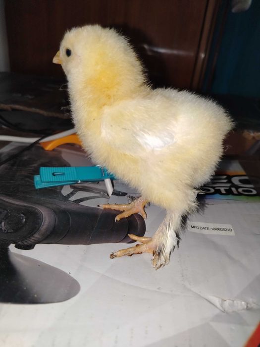 Pui de găină Brahma herminat deschis.