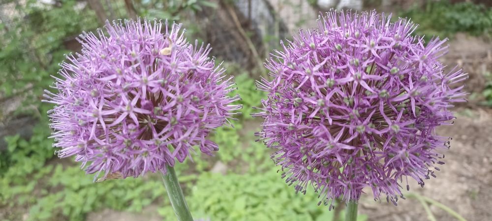 Лук декоративный очень красивый