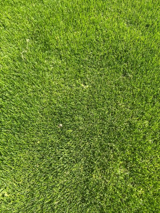 Газон рулонный и посевной