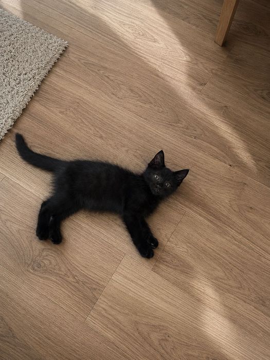 Пристраивается котенок в добрые руки! Мальчик, 2,5 месяца