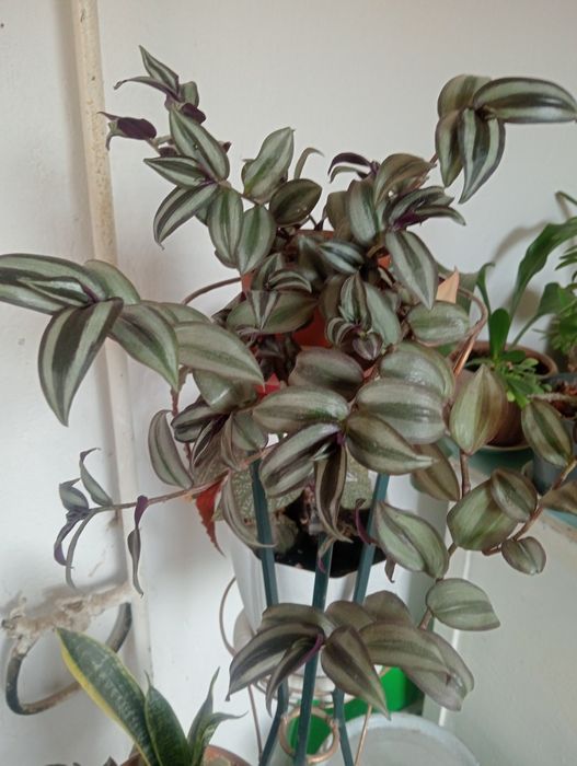 Домашние Цветы...