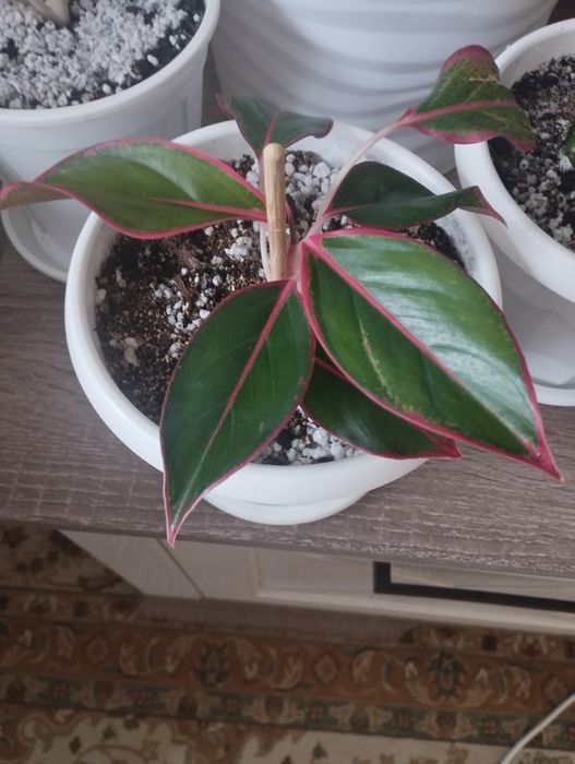 Комнатные цветы: аглаонема, район Евразии