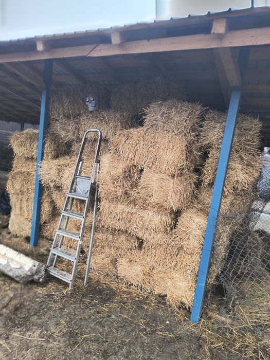Vând baloți de paie de grau