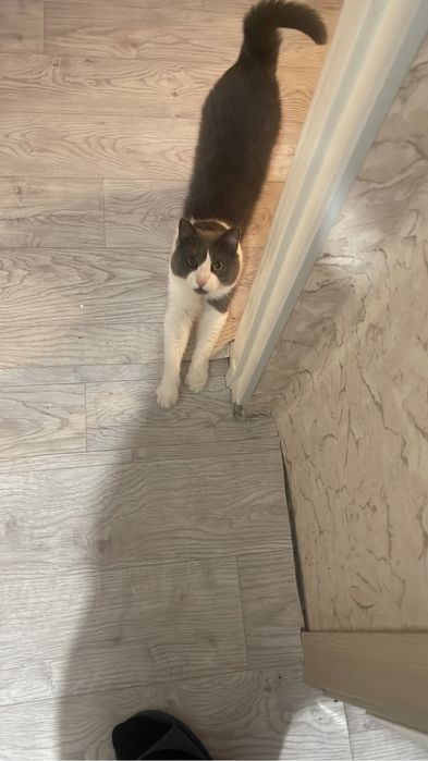 Ищу кошку для вязки