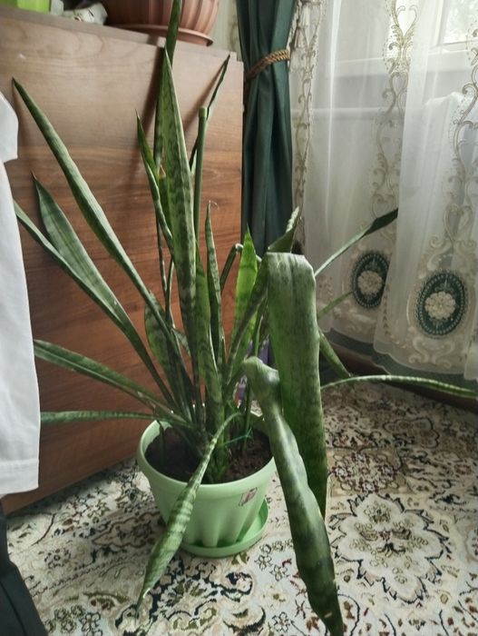 Продам финиковую пальму