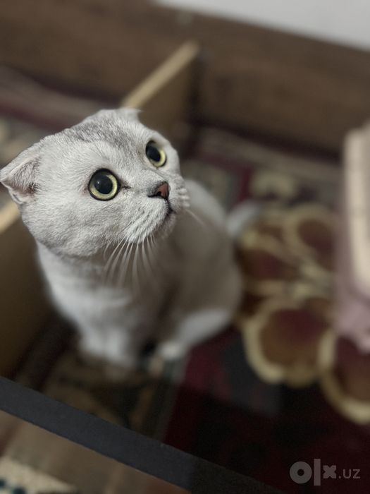 Scottish Fold (Шотландский вислоухий)