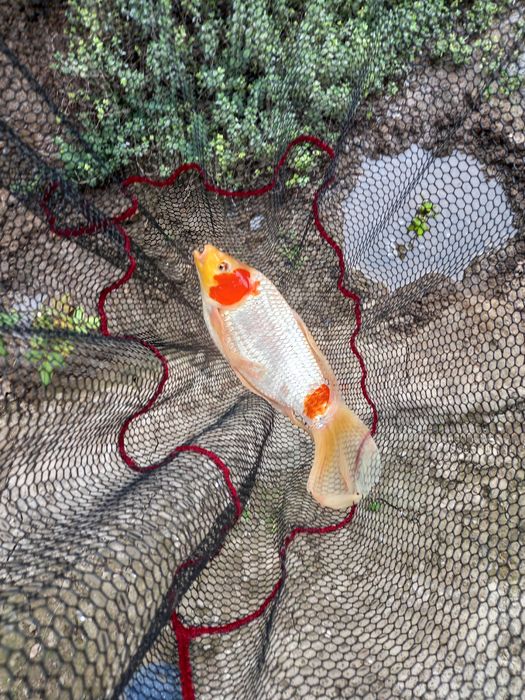 Карпы коя большие 50 см