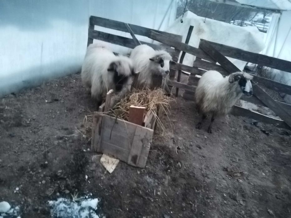 Vand trei oii doua gestante una stearpa!