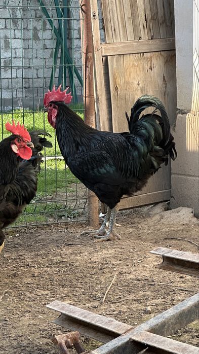 Гигант кора шахзода хурозлари