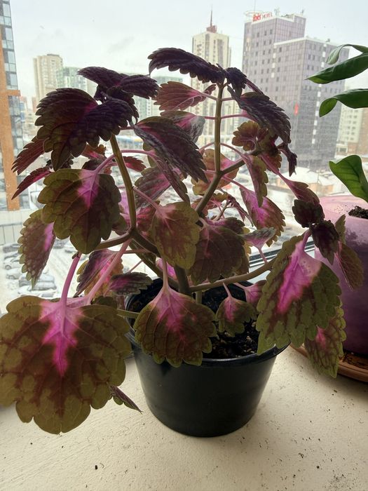 Продам цветок колеус