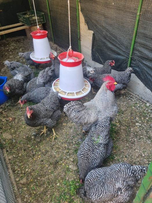 Vand gaini de rasa plaimut si hampshire