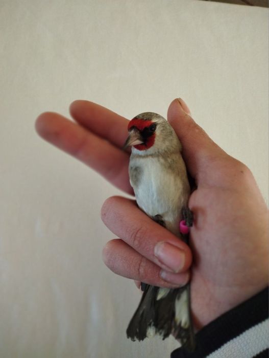 Кокил дурагай сава Срочно Сотилади отборный