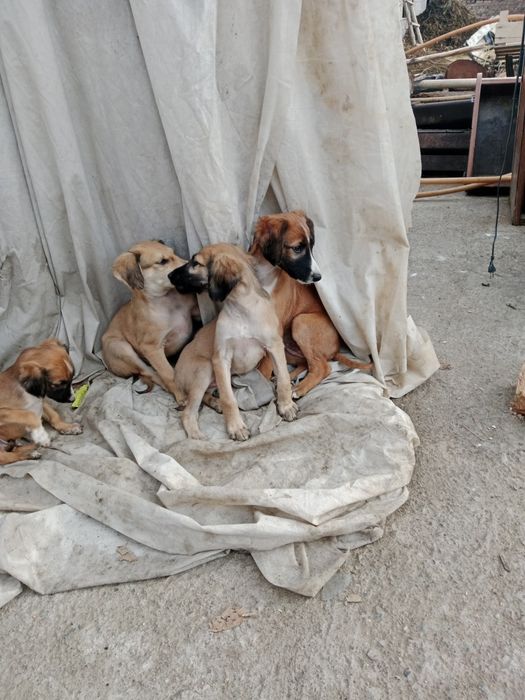 Тазы чистокровные