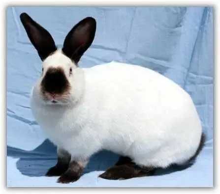 калифорния куён боласи сотилади