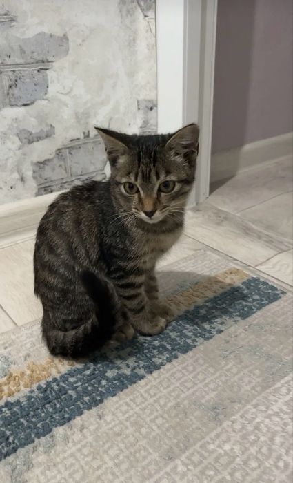 Продаю котёнка мальчика, 3 месяца