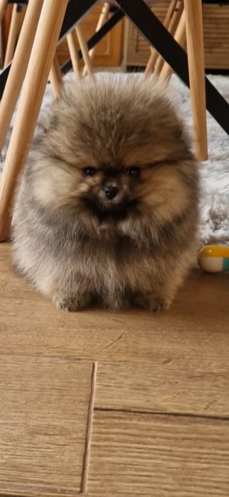 Померанче,мини момченце с родословие!