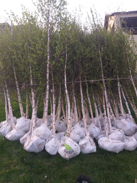 Vand mesteacan, tei, artar si platan