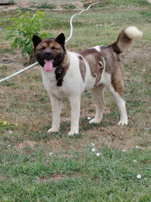 Akita American cu pedigree