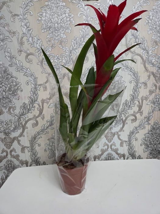 Домашные цветы (Үй өсімдіктері)