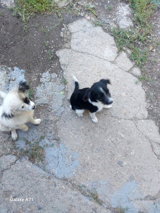 Отдам щенков девочек
