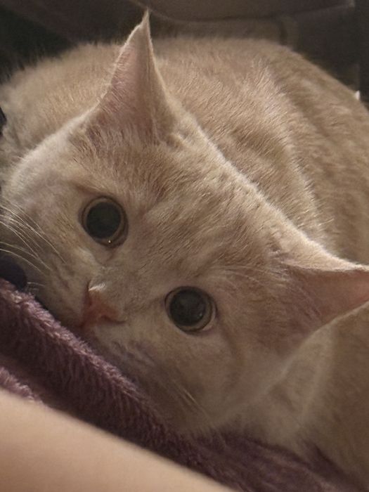 Отдам кота в хорошие руки