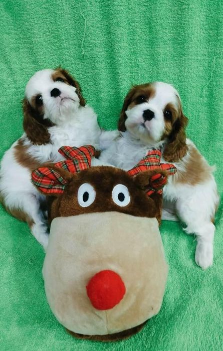 Шикарные девочки Кавалер Кинг Чарльз спаниель