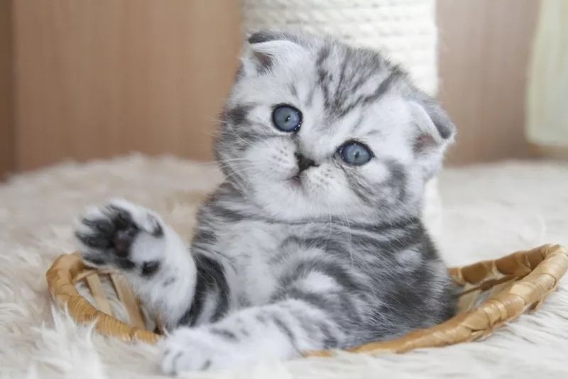 Вислоухие котята шотландские