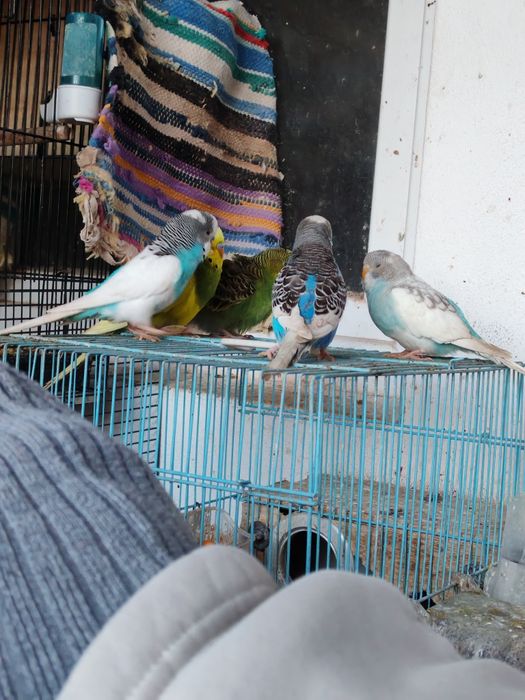 Peruși de vânzare
