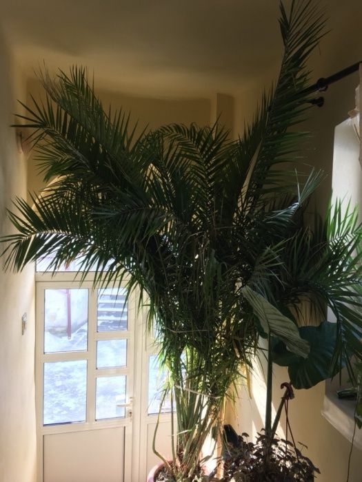 Vand floare naturală