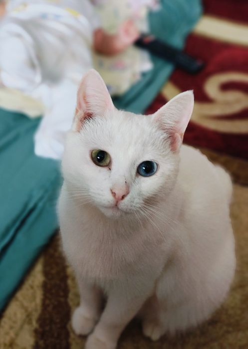 Отдам в добрые руки