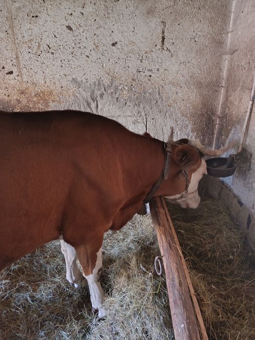 Vaca baltata 7 ani cu lapte
