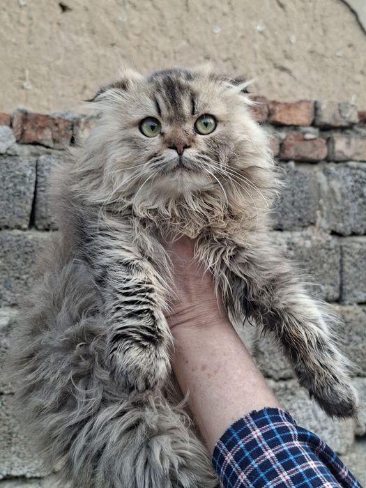 Продам хайленд фолд мальчик