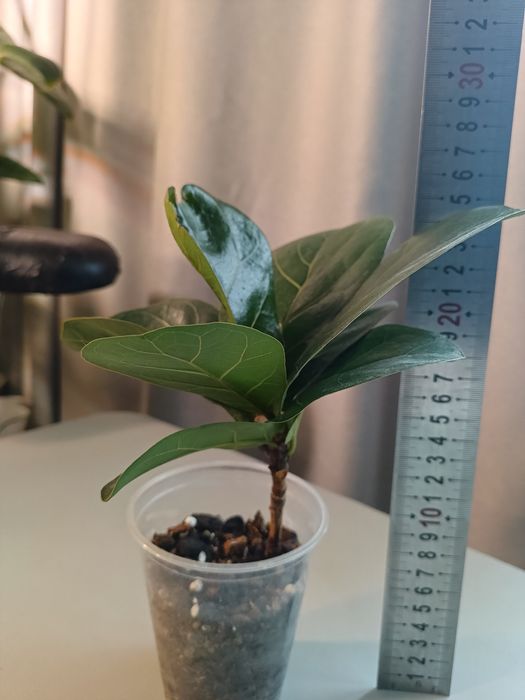 Фикус Лирата бомбино