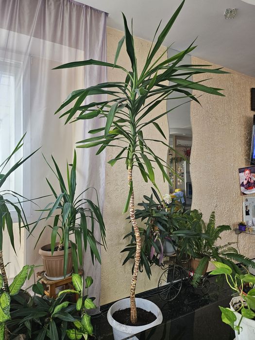 Комнатные растения