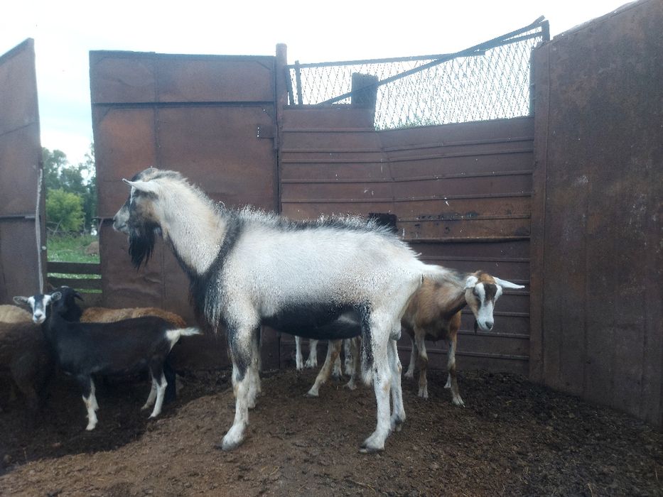 Продам альпийских козлов