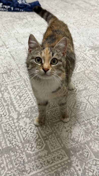 Отдаю кошку в добрые руки