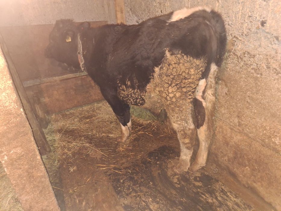 Продам бычков хорошие