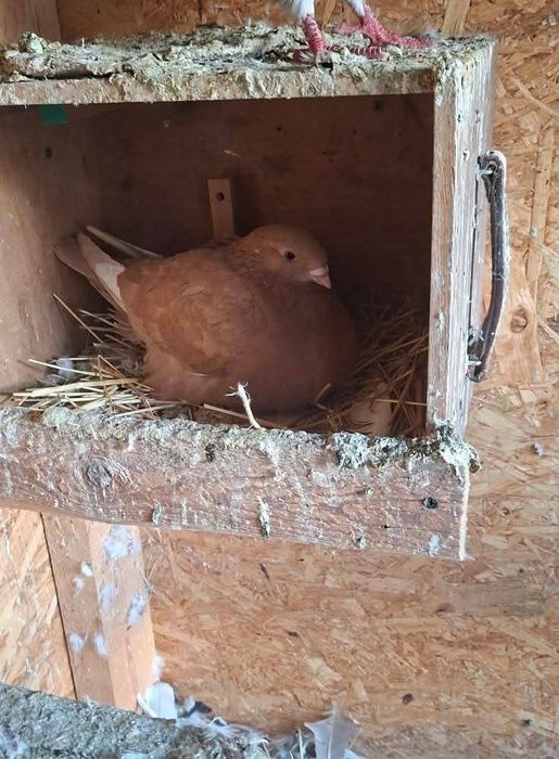 Vând sau schimb cu diverse