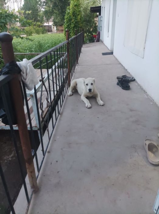 Сотилади Алабай тоза зотли