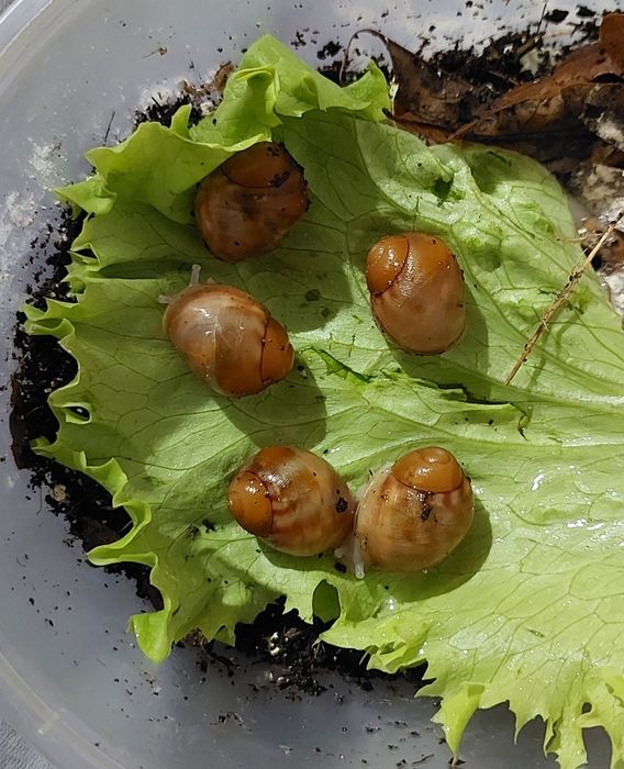 Архахатины улитки