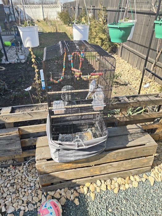 Vand colivie pentru papagali cu papagal inclus