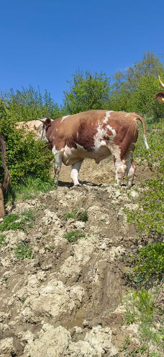 Taur baltata romaneasca