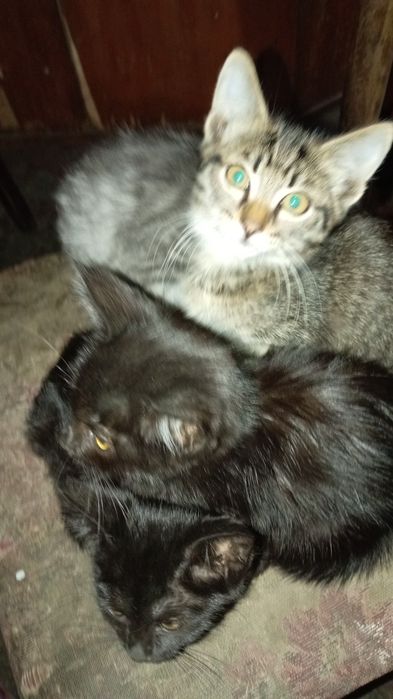 Котята бесплатно