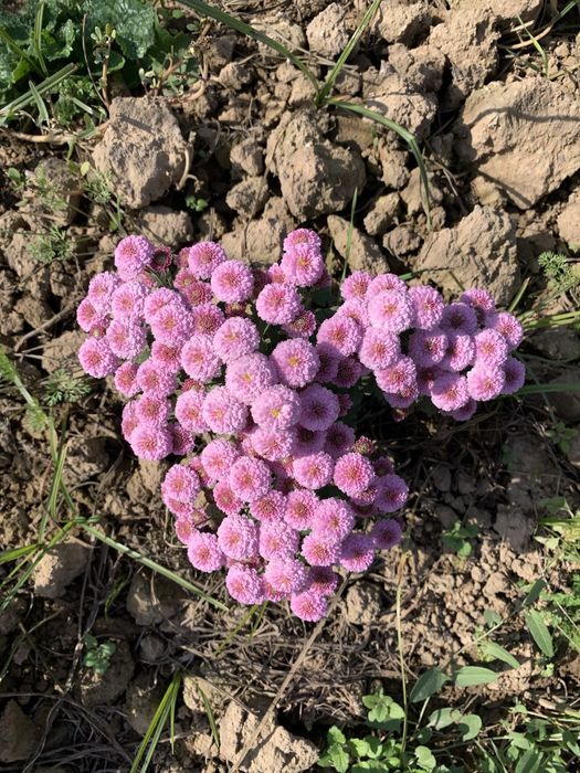 Глобус цветы в наличии vip