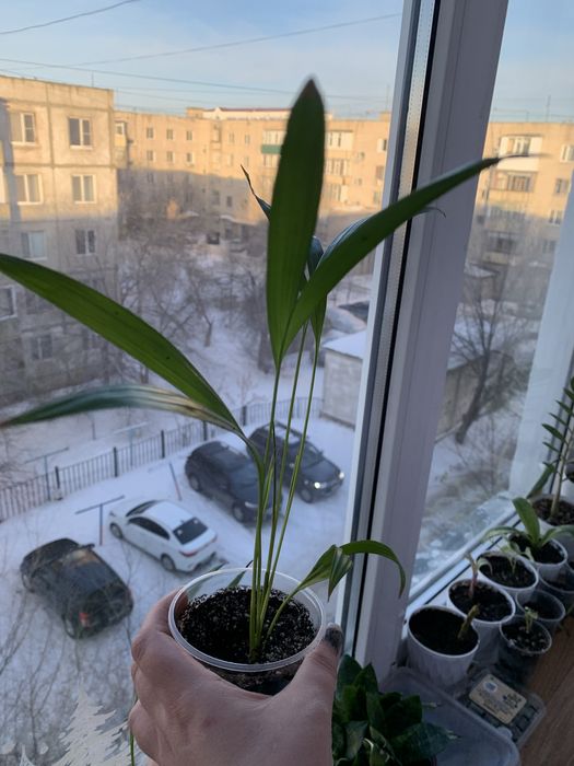 Продам Калатея, Диффенбахия, Сансевиерия, Пальму