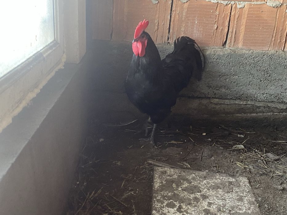 Schimb sau vand pereche gusati