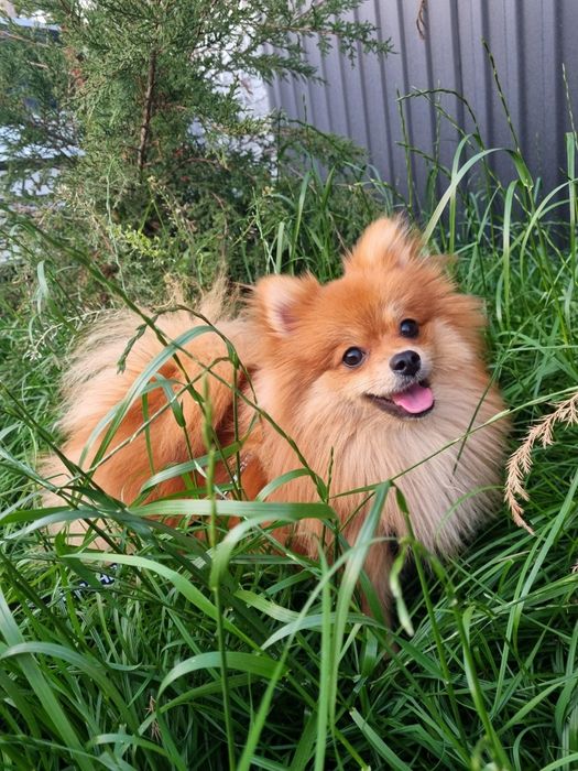 Щенки померанского шпица